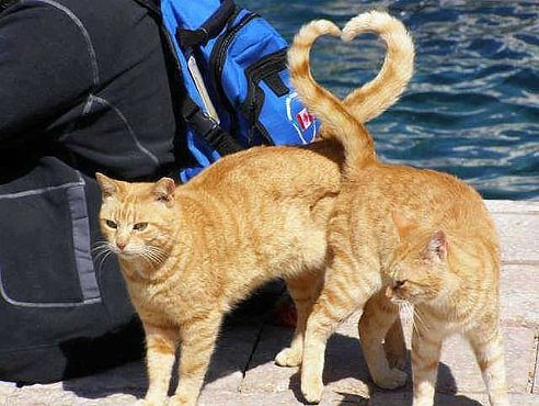 Коты хвостами сделали фигуру сердечко